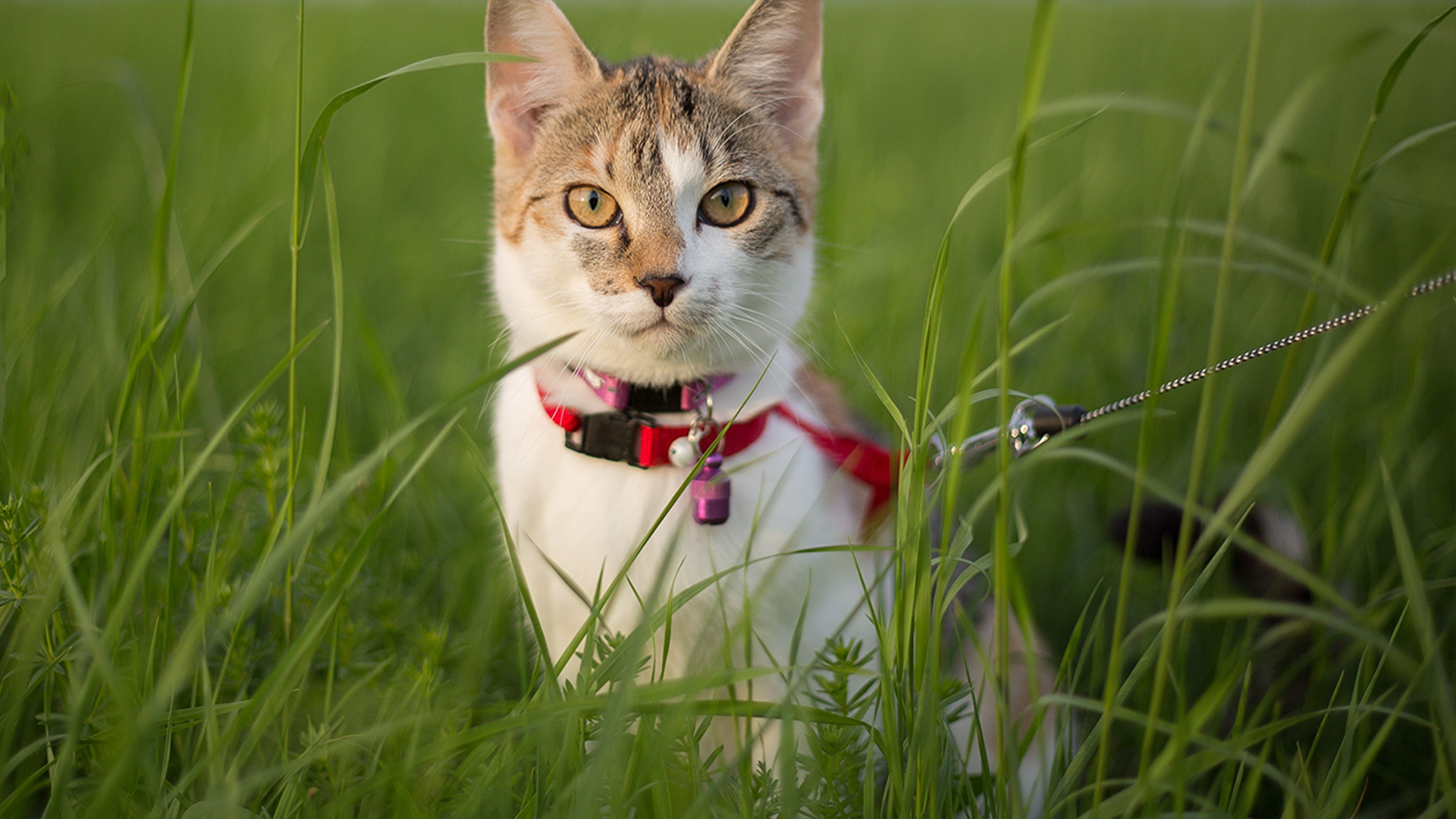 leinenpflicht fur katzen antenne mv